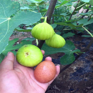 Fig Tree Fruit Seedling Indoor Balcony Potted Boji Red Fig Seedling Four Seasons South and North Planting with Fruit Delivery