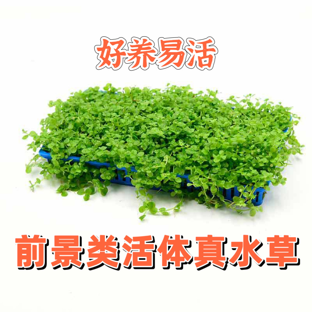 前景草迷你矮珍珠爬地矮珍珠迷你牛毛盒新手易活水草批发鱼缸造景