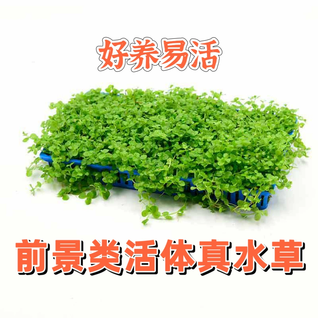 Трава переднего плана Мини Карлик Жемчуг Ползающий Карлик Жемчуг Мини-коробка из воловьей шерсти Новичок Легко Живая Вода Трава Оптовая Аквариум Пейзаж