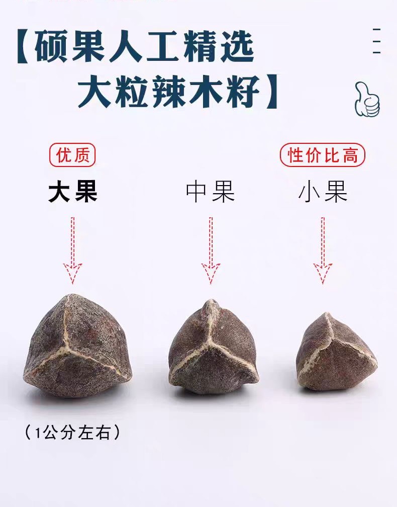 Moringa Seeds (Moringa oleifera) — Dried Food-Herb Seeds, 500g Yunnan Origin in use