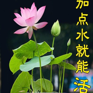 ˮ��ֲ����ɏ�����҃Ȼ����B�ļ��_���N����ˮ�B�ɻ����Կ͏dֱ�N