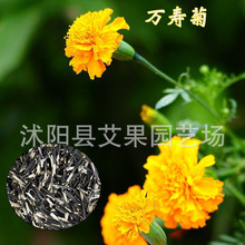 批发万寿菊花种子 四季播种易种易活芙蓉花 孔雀草籽庭院市政花海