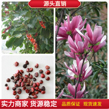 玉蘭樹種子白玉蘭種子紫玉蘭種子廣玉蘭種子黃玉蘭種子行道樹種子