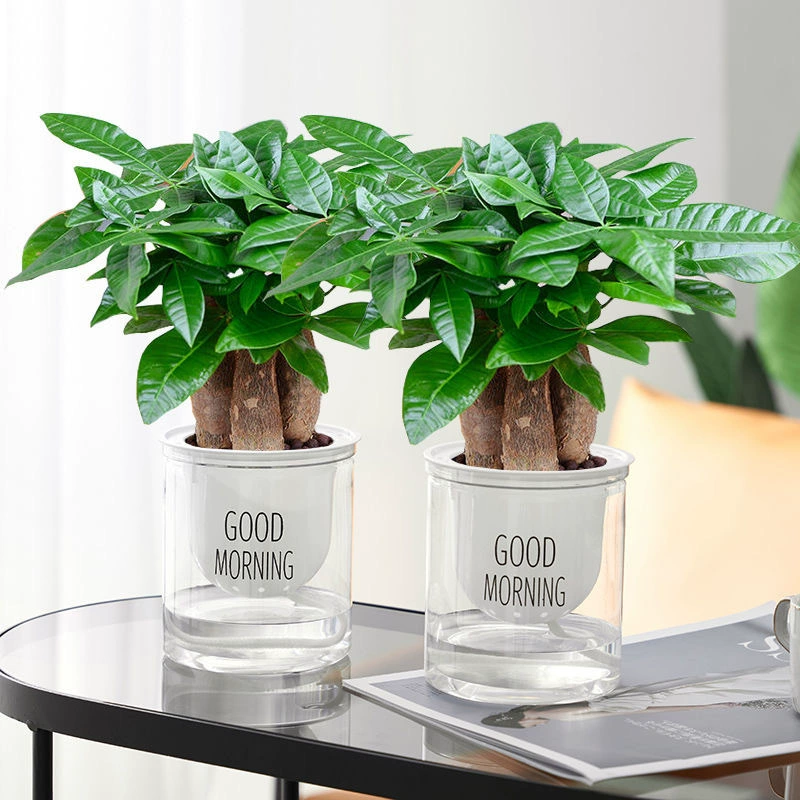 Комнатные растения для гостиной, которые не требуют особого ухода и поглощают формальдегид, вечнозеленые растения для всех сезонов, маленькие денежные деревья в горшках для офисных столов.