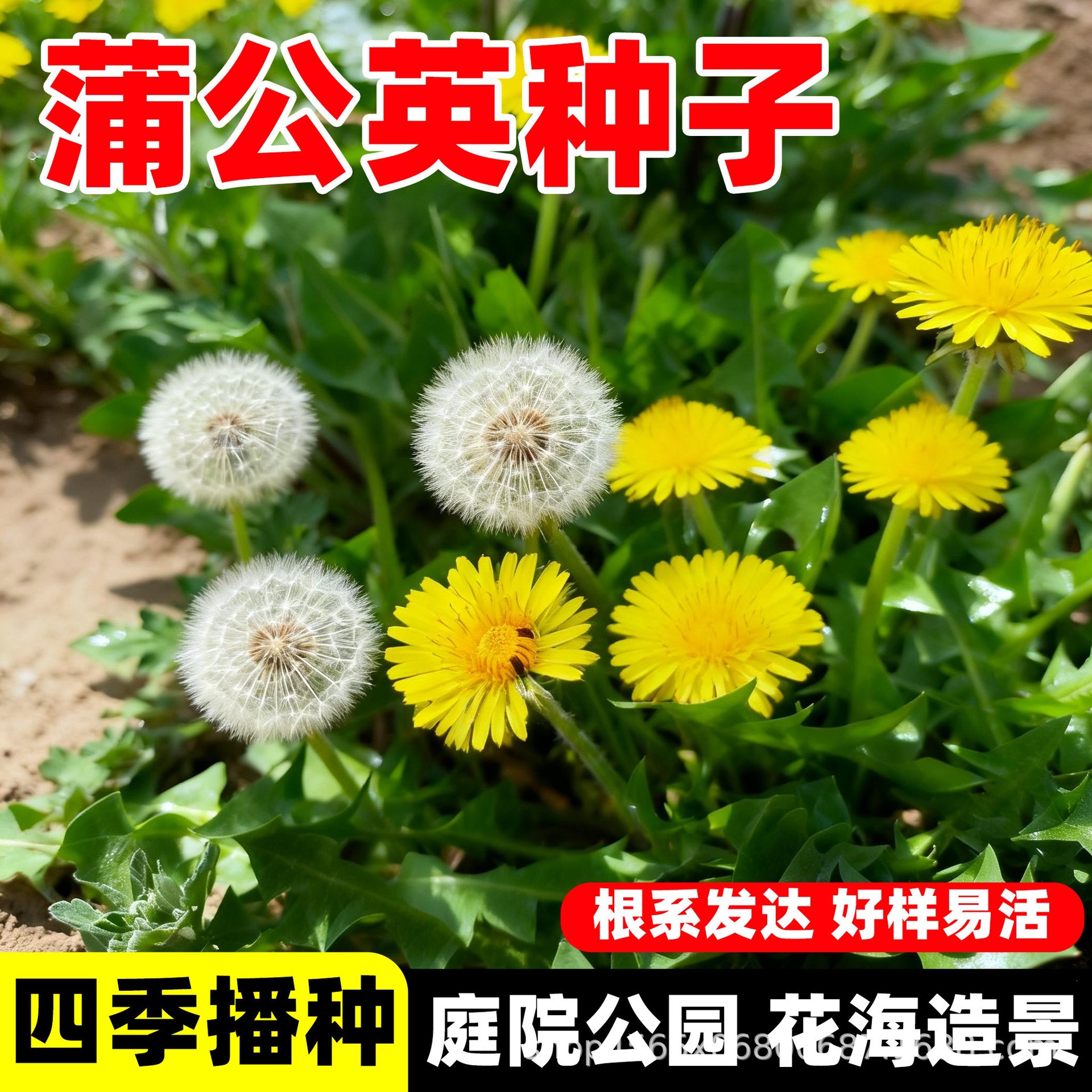 蒲公英种子食用野菜种籽婆婆丁四季播种耐盐碱多年生食用植物草籽