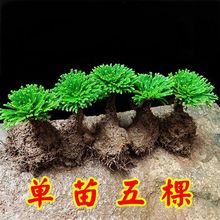 野生卷柏九死还魂草假山组合吸水石绿色花卉微型盆景盆栽长青鲜活