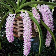 狐尾兰越南附生兰石斛兰花花卉绿植盆栽庭院阳台家居园艺