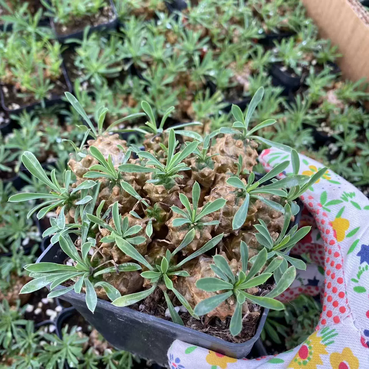 Emei Mountain 10-20 реальный выстрел 8-10 см суккулентная растительная база прямые продажи Большие выгодно