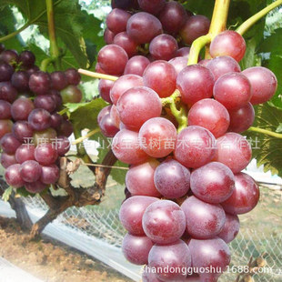 �޽�Ǥ�� ���������� ƽ�ȴ��ɽ���ј���������l Ʒ�N�� �r���