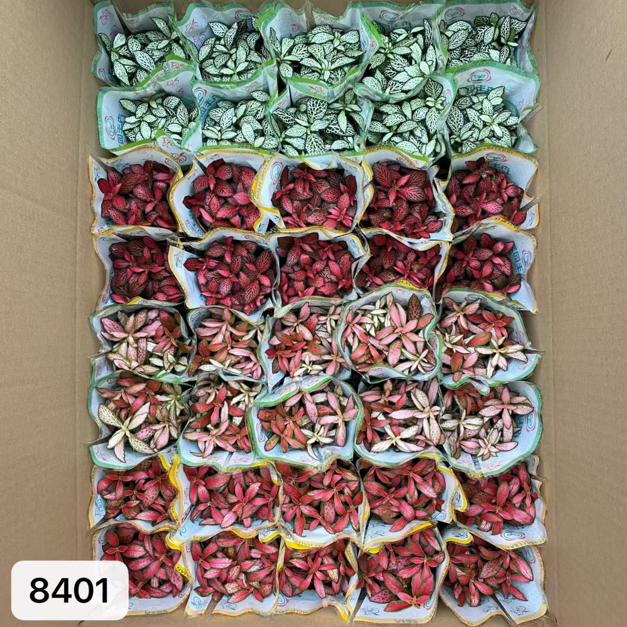8401 小箱網紋草混裝40盆