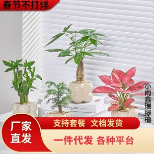 һ�����l�{����k�����澫��С���԰lؔ��p���o��ֲ���ļ�������