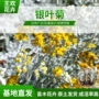 青州景观宿根银叶菊花卉