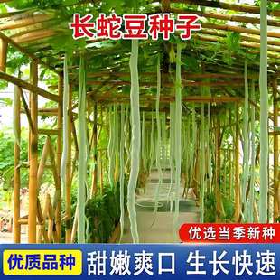 �߹ϷN���L�߶��N���ͺ��͟��r��ͥԺ�˵��׷Nֲ��ɫ�Ϲ��߲˷N��