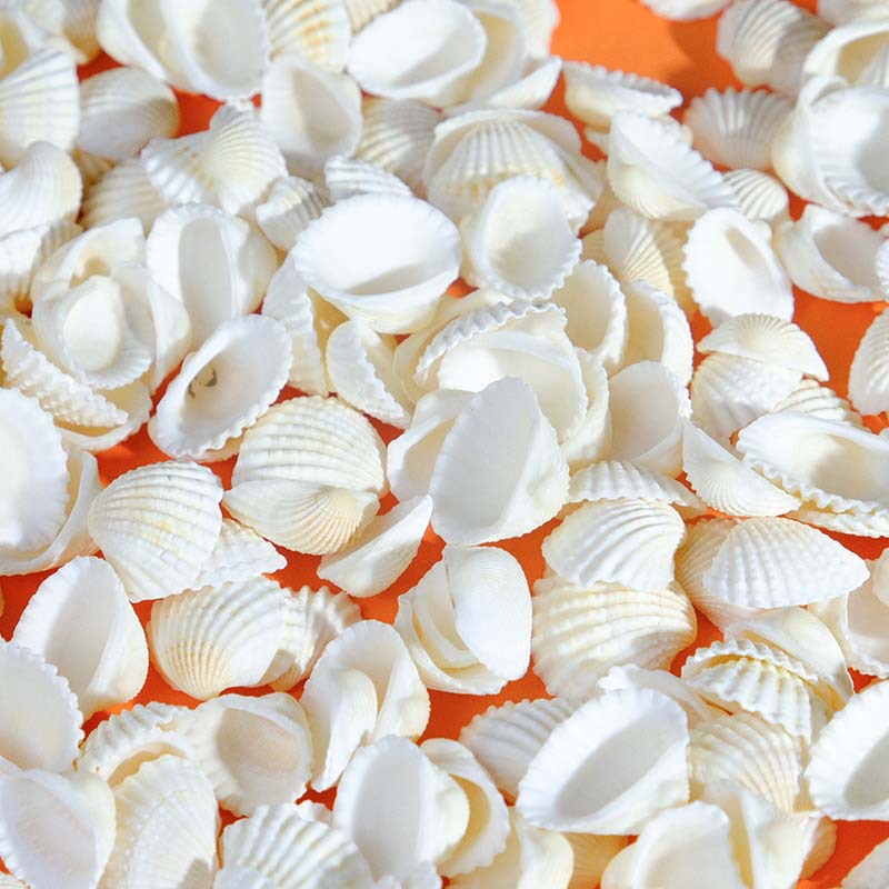 Pecera Acuario Adornos Decoración Artesanía de concha blanca Suministro de fábrica al por mayor Concha de caracola natural Cilindro Materia prima