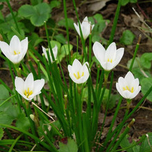 葱兰花苗基地批发庭院道路工程绿化球根花卉白花葱兰苗室外花卉