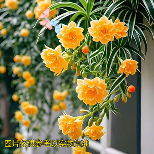 ��Ʒ��߅���m�ذ�󻨾Gֲ�����ļ��_�������՚������ɫ�̨ͥԺ