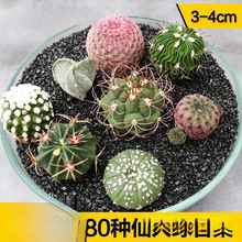 �_����ݗ�����[�P�M���ײͶ��ϼ��������������Ƕ���ֲ��������