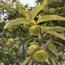 ޽Ӱ tͰ һ̩ɽ ϷmϷNֲ