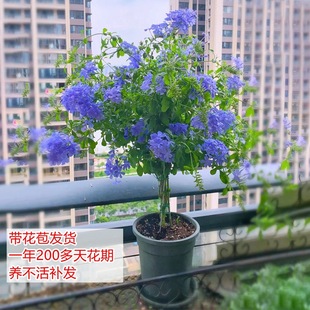 �{ѩ�������Թ�֭�̨�¼�С�~ľ�Ȏ���������������ļ��_���ش�