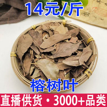 榕树叶小榕叶小叶榕干榕树叶子落地金钱批发代发