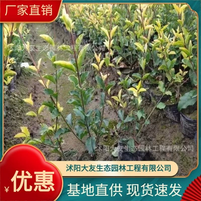Jinhe Ligustrum lucidum Base Оптовая продажа Сорта самостоятельного производства Полные живописные Ландшафтные инженерные озеленение саженцев