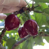 Cherry Cherry fresh Cherry Season fresh Cherry pregnant woman fruit Full container Black Pearl One piece On behalf of