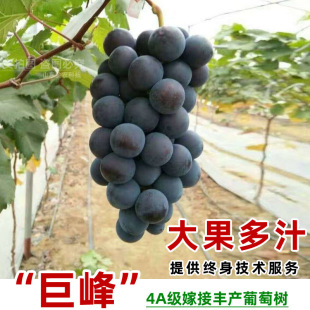 ���ј��m��޷�����������ꖹ�õ���ͺ��{��ʯ���Ϸ��Nֲ�������