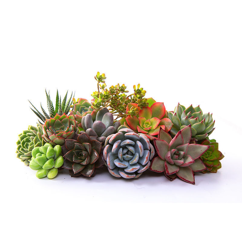 Potted plant Botany combination Green plant flowers and plants Take the lead Manufactor Cross border On behalf of
