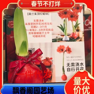 �^��ֲ�����Ի�����피t�N��� ����ɏ ��ͦ�� �����_��������