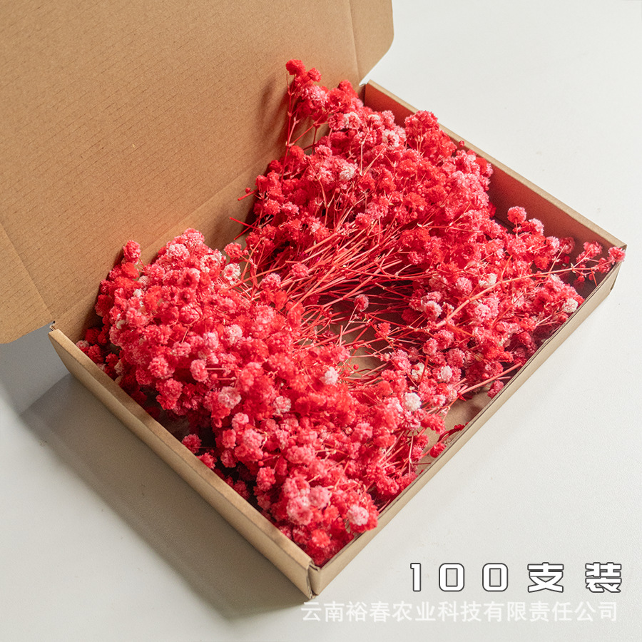 붉은 안개꽃 100개들이 상자