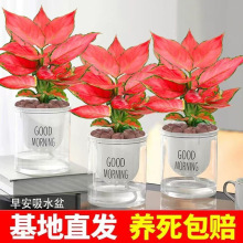 水培植物吉利如意皇后花卉盆栽易活四季盆景室内旺宅桌面水养