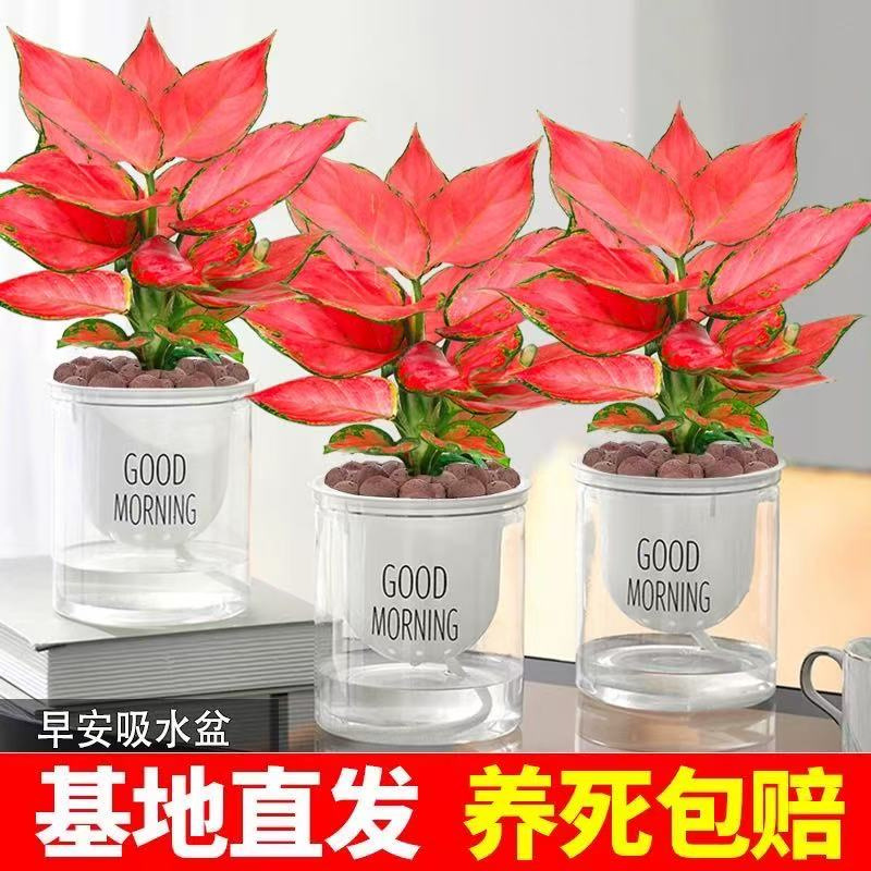 水培植物吉利如意皇后花卉盆栽易活四季盆景室内旺宅桌面水养