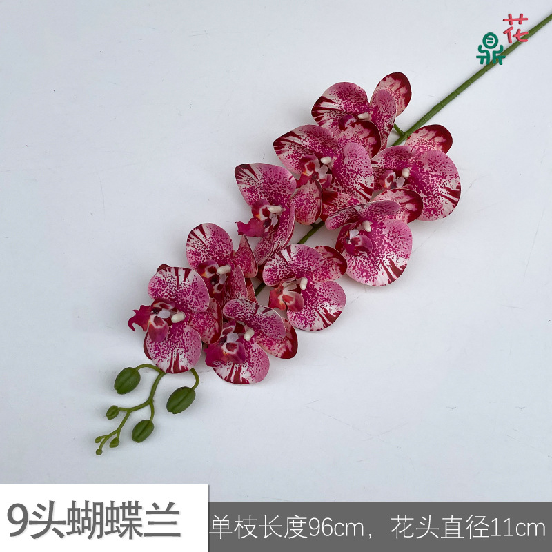 9 phalaenopsis GFG #12 깊은 핑크 점이있는 빨간 선