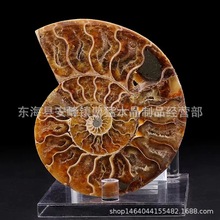 天然玉化螺菊石化石螺 斑彩螺化石 切片螺摆件 海螺原石矿物