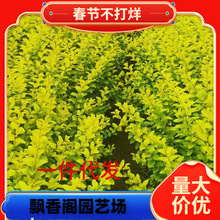 һ�����l���~Ůؑ��ɭ���� �ļ�����С�~�����~ˮϞ���� ͥԺ����