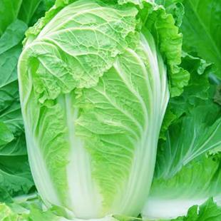 Chinese Cabbage Seeds 90 Days Shandong Chinese Cabbage Seeds Green Hemp Leaf Long-Tube Cabbage Autum Farm Vegetable Larvae