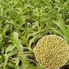 mFƤʯጷʻɽʯጷʇaWG89ጷ