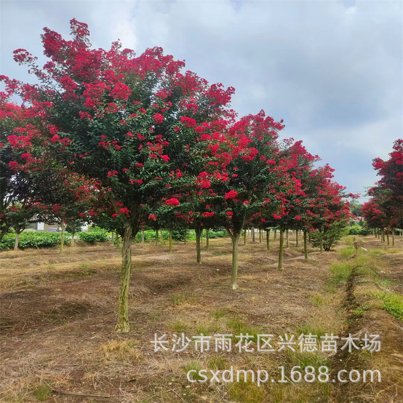 批发紫薇树 湖南红火箭紫薇10-12-15-20公分紫薇桩景大型园林植物