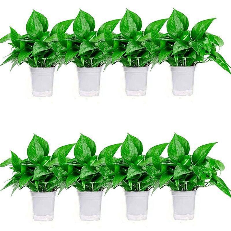 110 potes brancos pothos absorventes de dupla camada 8 potes