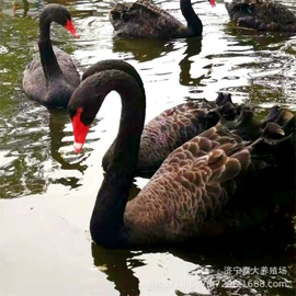 鲜/活禽类;皮毛工艺品;景观雕塑