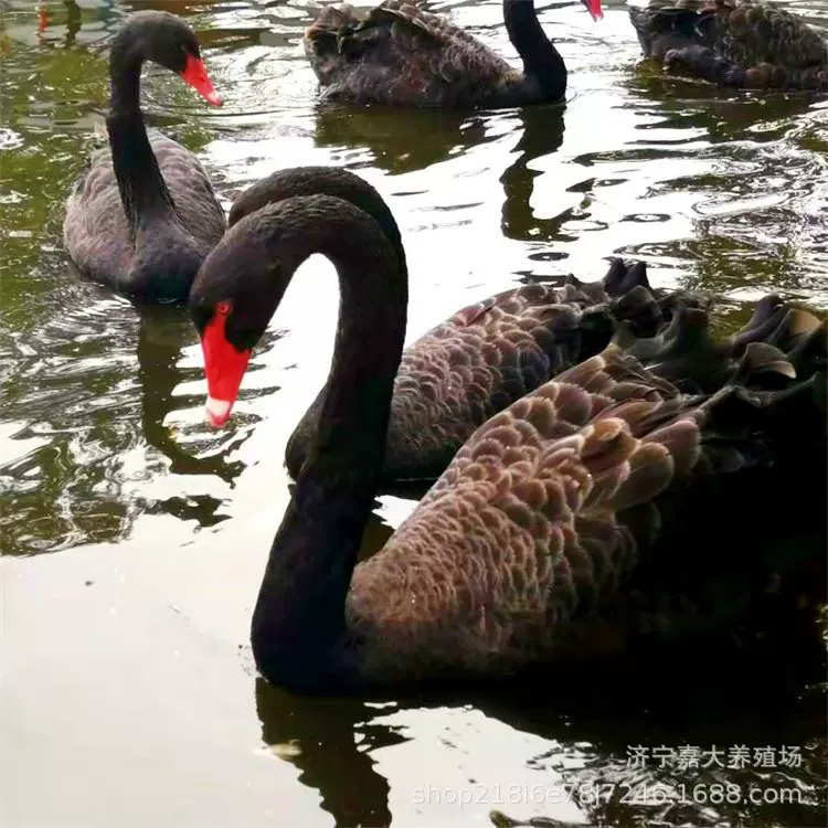 哪里有卖成年黑天鹅的黑天鹅苗多少钱批发活体黑天鹅苗天鹅幼苗
