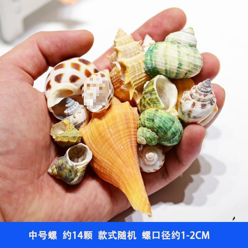 然寄居蟹替换壳卷贝鱼空壳水族造景创意手工diy风铃相框装饰画|undefined