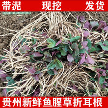 折耳根节节直发农家产地凉拌四川贵州嫩根根现挖鱼腥草新鲜