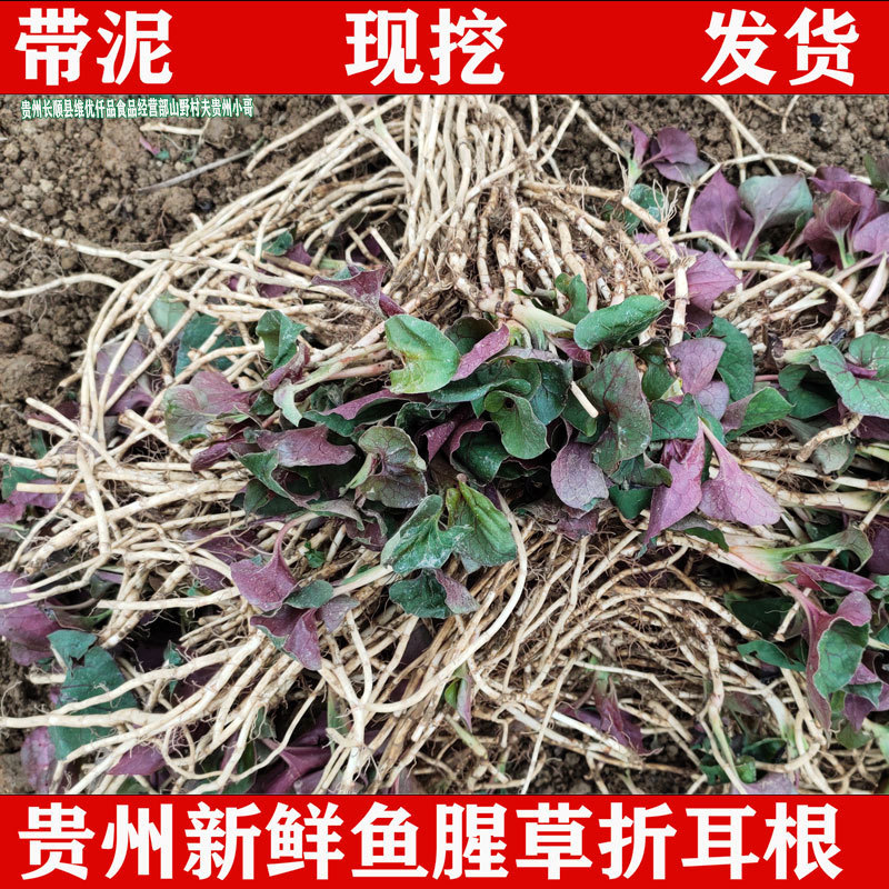 折耳根节节直发农家产地凉拌四川贵州嫩根根现挖鱼腥草新鲜