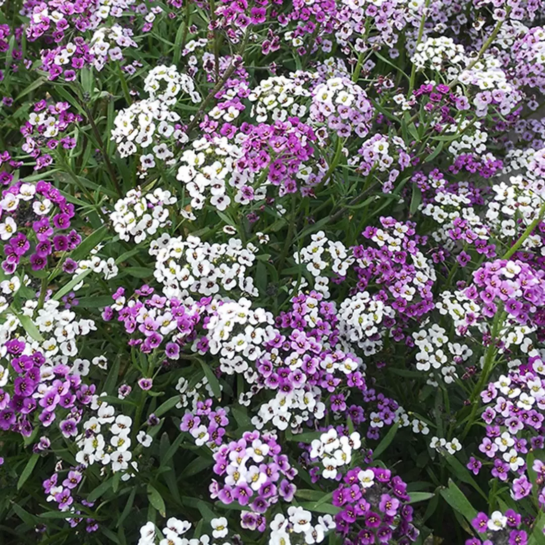 香雪球种子四季播种开花耐寒室内外阳台盆栽冬季易活花卉种子