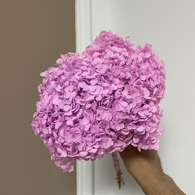 Yunnan Anna Hydrangea Flower Wholesale DIY Flower Preservation Flower Materiales de Regalo de Navidad
