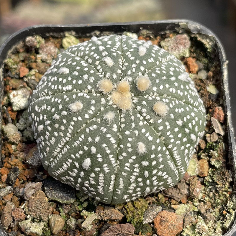 슈퍼 포켓 3-4cm (뿌리가 벗겨진 상태로 배송됨)