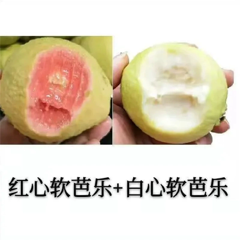 Гуанчжоу и Фуцзянь двойная гуава белое сердце красное сердце гуава свежие фрукты целая коробка бесплатная доставка дропшиппинг гуавы
