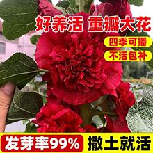 ���羳��؛���M�ڴ��ذ�����N��/���ܷN�Ӷ�����ͥԺֲ��ԇ��