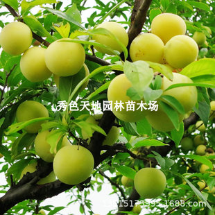 �Ĵ������t�����t��������t�����������P�������´������